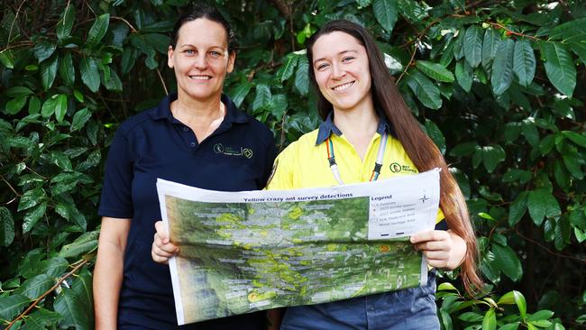 The Wet Tropics Management Authority yellow crazy ants eradication program has seen a record 365 hectares of land eradicated of yellow crazy ants in a single treatment, which is the largest area in the world. Wet Tropics Management Authority yellow crazy ants eradication project manager Lucy Karger and acting technical team leader Jules Seabright have seen the eradication of the invasive species in residential blocks, agricultural land and World Heritage rainforest south of Cairns. Picture: Brendan Radke