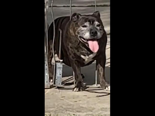 Man saves chunky pup stuck in fence