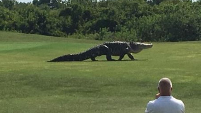 A ‘monster’ alligator on a Florida golf course.