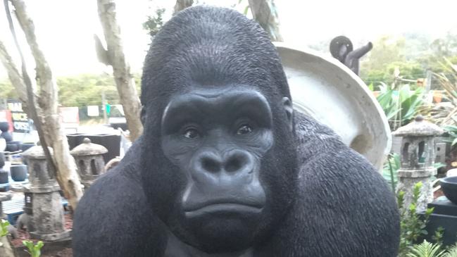 Samson the cement gorilla has been stolen from Forresters Beach Garden Centre