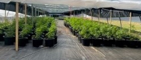 Police have seized cannabis plants inside greenhouses on a property along the Mid-North Coast. Picture: NSW Police