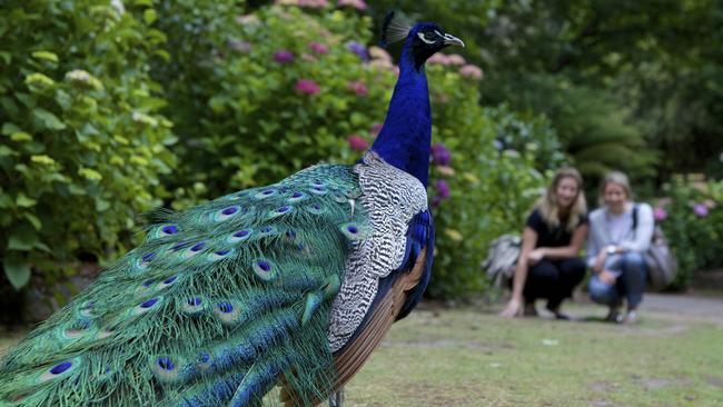 Council has quietly removed peacocks from Bardon after a complaint. File Picture: Pete Harmsen