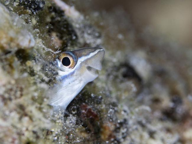 A fish grins for the camera. Picture: Tanakit-Suwanyangyaun/Barcroft Images