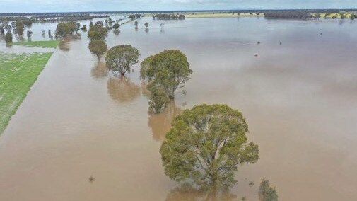 Submerged crops at Powlett Plains, Victoria, on Monday after the Loddon River flooded. Picture: Supplied