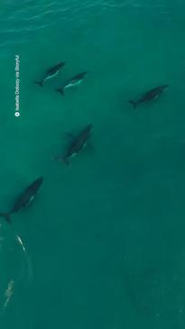 Aussie photographer captures incredible aerial footage of whales in NSW