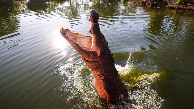 This picture taken on August 30, 2023 shows a crocodile leaping out of the water towards a piece of meat on a stick in a lagoon at Crocodylus Park located on the outskirts of the Northern Territory town of Darwin. Before government protection in the 1970s, an estimated 98 per cent of the wild saltwater crocodile population had disappeared in the Northern Territory, driven by leather demand and culling.Â Now, according to government figures, over 100,000 "salties", which can grow up to six metres long and weigh up to 1,000 kilograms (2,200 pounds), hunt along the coasts, rivers and wetlands of the continent's far north. (Photo by DAVID GRAY / AFP) / To go with AFP story 'AUSTRALIA-ANIMAL-CONSERVATION-TOURISM-FASHION' by ANDREW LEESON