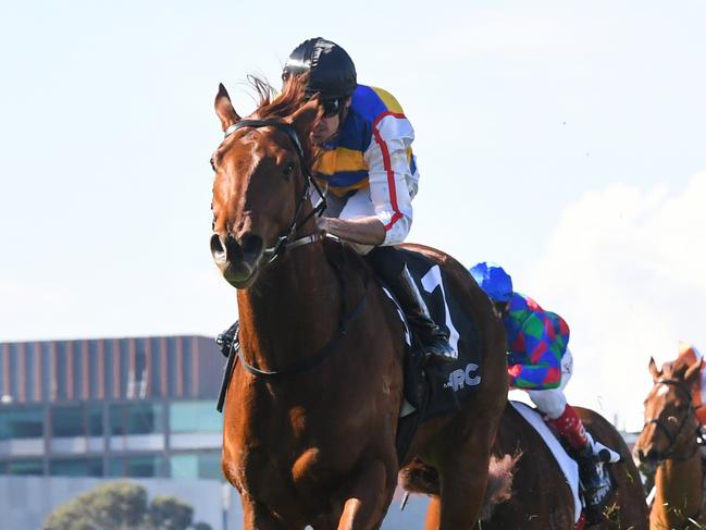 Jimmy The Bear ridden by Billy Egan wins the MRC First Renewal Michael Grumley Hcp  at Caulfield Racecourse on August 13, 2022 in Melbourne, Australia. (Photo by Pat Scala/Racing Photos via Getty Images)