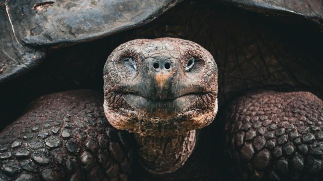 A breeding programs started in 1965 has boosted numbers of giant tortoises.