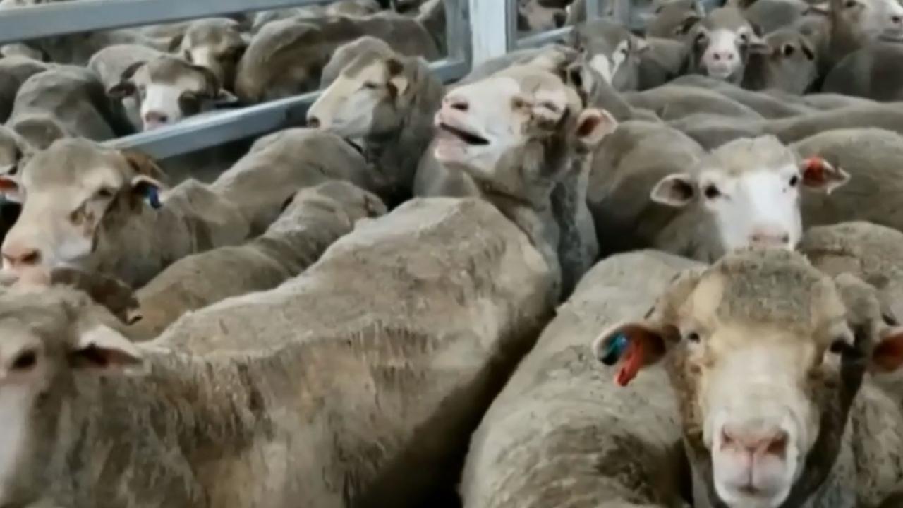 Tim Mellor: Cruelty to sheep on live export vessel shows need for ...