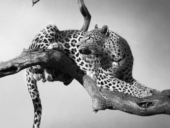 High life ... A leopard resting in a tree. Picture: Bjorn Persson, Sweden, 3rd Place, National Awards, 2017 Sony World Photography Awards