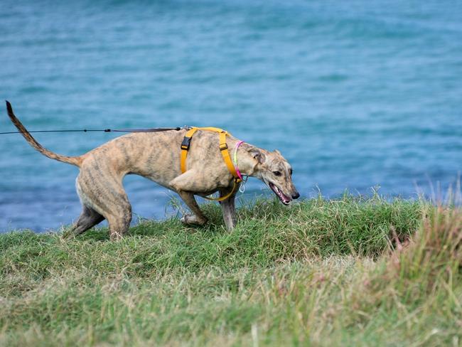 Mochi the greyhound enjoying a walk at Pat Morton Lookout at Lennox Head, northern NSW. Picture: Amanda Robbemond