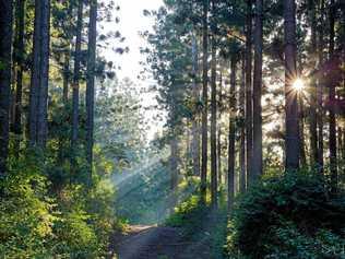 Early morning in State Forest. Picture: Skippaa Litzow