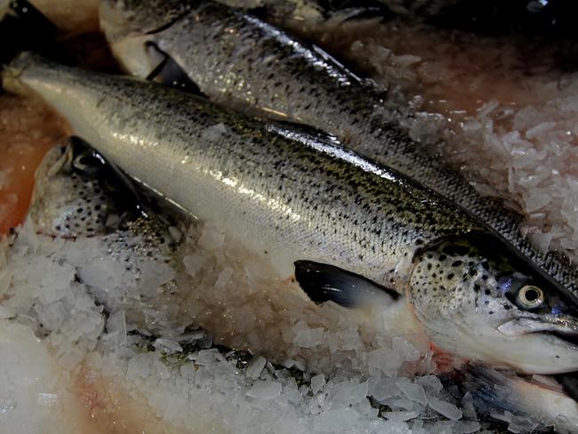 Huon Aquaculture, an Atlantic Salmon at the Parramatta Creek factory