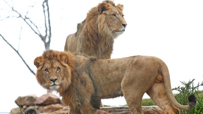 The zoo welcomed its first animal arrivals last month, including lion brothers Karoo, Virunga, Sheru and Bakari. Picture: Toby Zerna