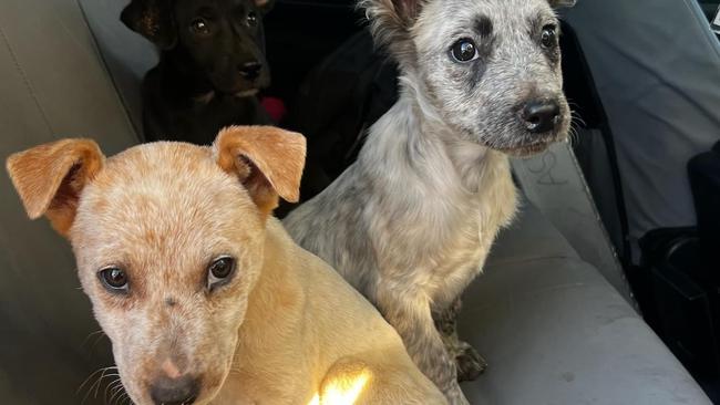 Northern Territory Police have located three out of the six missing puppies, allegedly stolen from the Alice Springs Animal Shelter in September 2024. Picture: Northern Territory Police