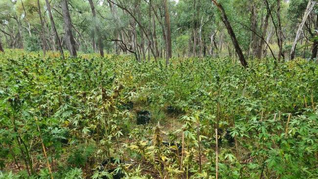 A man and a woman have been charged following a large-scale drug bust in the state's central west, near Coonabarabran. Photo: Police NSW