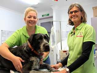 BIG HEART: Condamine Veterinary Clinic's Tiana Bowyer and Cathy Marlton have a lot of love for Bruce, their resident blood donor who comes to the rescue when there's an animal in need. Picture: Marian Faa