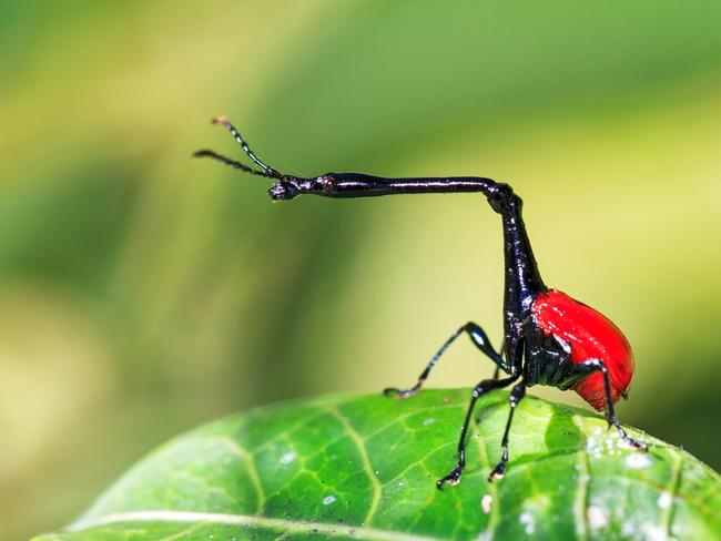 Giraffe weevil in Andasibe-Mantadia National Park.