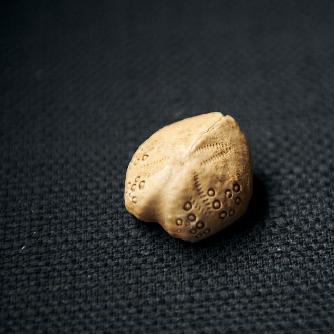 Sea urchin fossil. Picture: Eugene Hyland