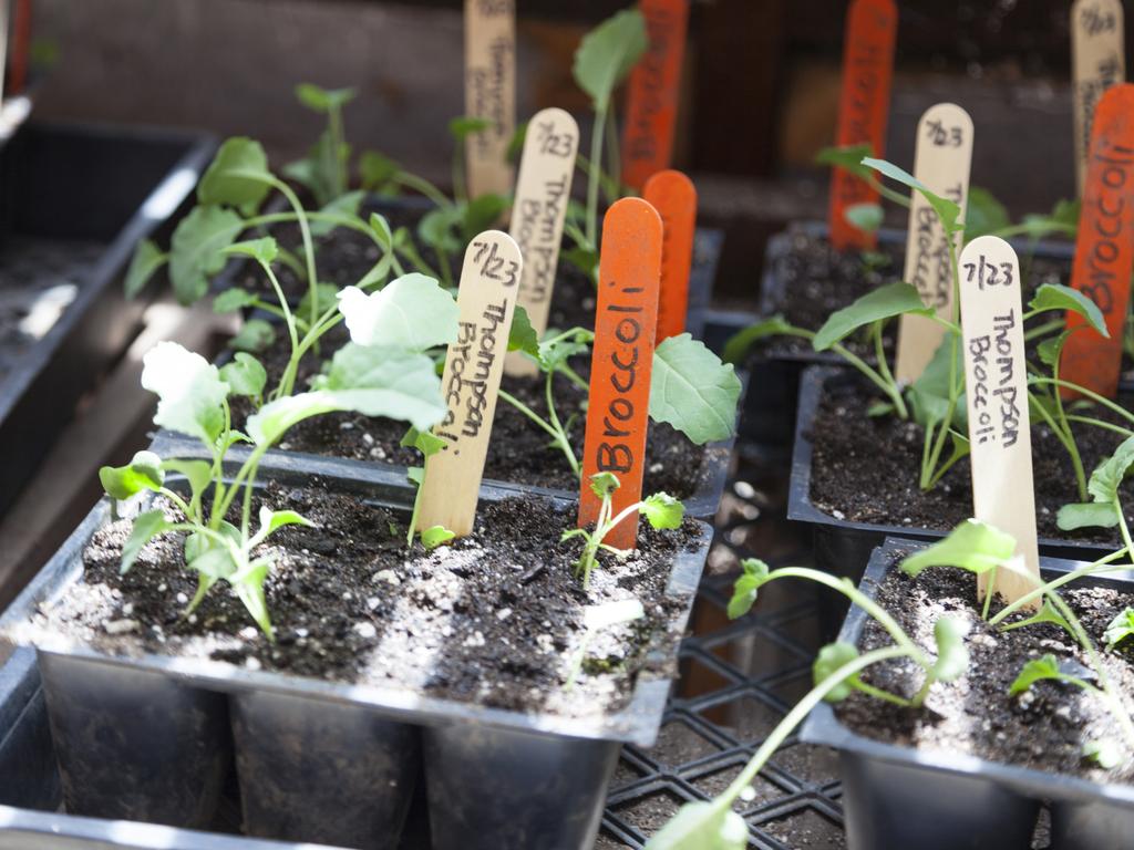 There are many varieties of broccoli.