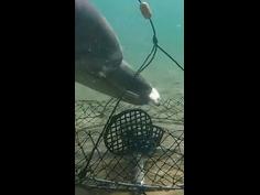 Dolphins caught stealing bait from fishermen