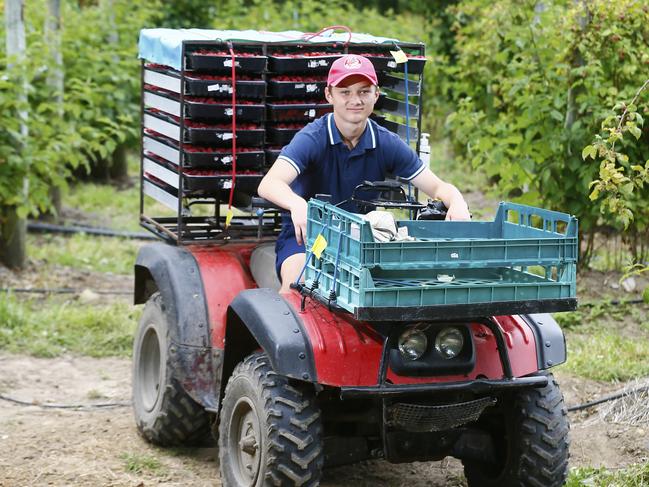 Demand is strong for farm workers. Picture: Matt Thompson