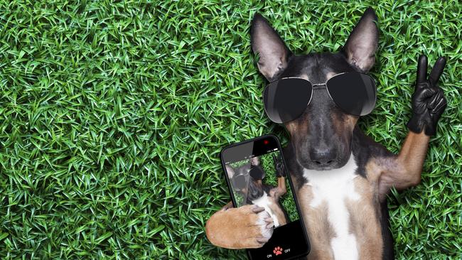 Yes, your dog is pretty cute. But that doesn’t mean we want to see a million selfies on Facebook.