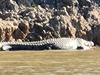 Croc spotted near popular water sport spot