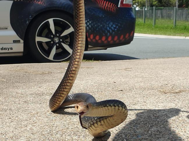 One of the world’s deadliest snakes, this impressive specimen was spotted by a Lawnton man who was having a quiet cigarette in his carport. He saw it slither behind a fridge.