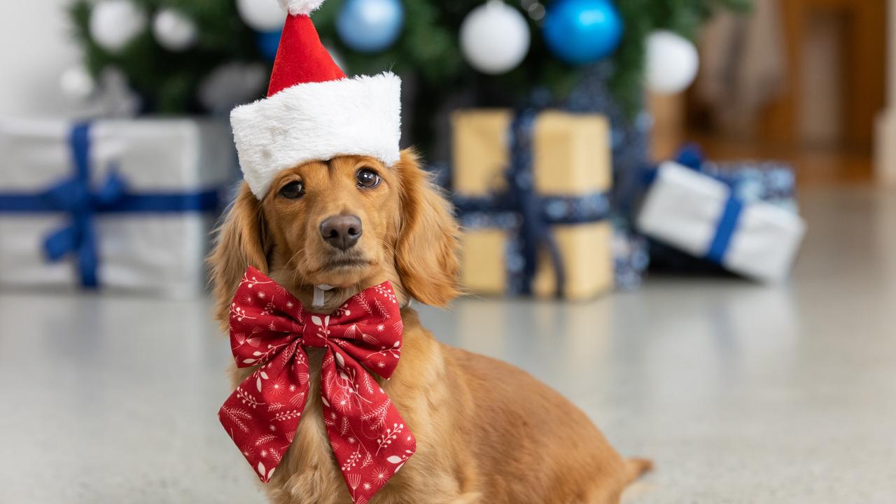 Christmas for pets: PetStock experts give advice on how to keep our ...