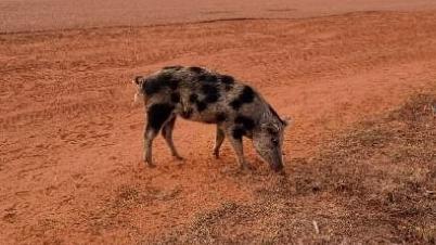 Roper Gulf Regional Council has successfully led a ground breaking feral pig management and removal program. Picture: supplied