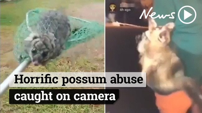 Animal cruelty: Video shows Queensland man biting chunks out of possum