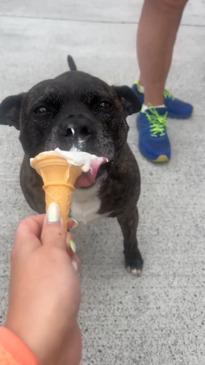 Excited dog goes crazy for ice cream van