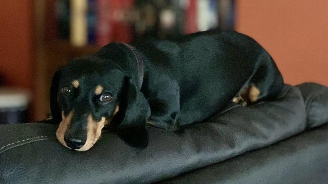 Five-year-old dachshund Pancake has been killed in a savage dog attack in Howard Springs. Picture: Yvette Goldberg