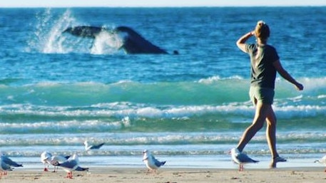 The pod of frolicking whales photographed by Kellie Wilson. Photo: Kellie Wilson.