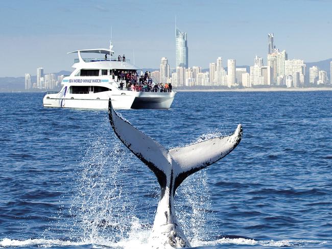 A whale’s tail with the Gold Coast skyline in the background. Picture: Sea World Whale Watch