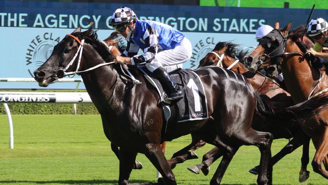 Special Reward makes his long awaited return to racing in the Takeover Target Stakes at Gosford. Picture: Grant Guy