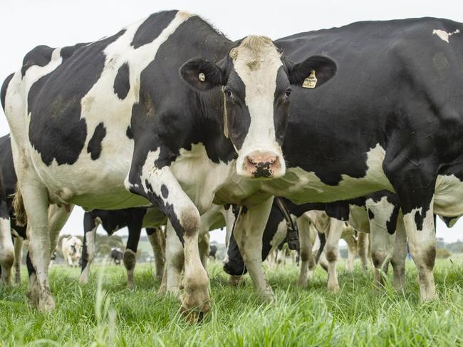 DAIRY: Rod Swayne, Dairy FarmerRod is one of the top 100 dairy farmers in Australia for low cell counts. He says the reason is partly due to the exceptional season.PICTURED: Generic Dairy farm. Milking cows. Holstien cows. Stock Photo. Dairy. Picture: Zoe Phillips