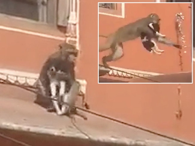 Video captures the moment a monkey kidnaps dog and leaps from a rooftop as stunned onlookers laugh. Picture: Newslions Media/SWNS