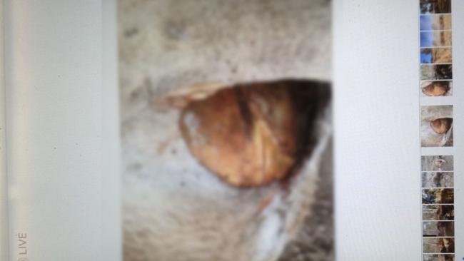 The udder of a cow removed from a cow on the Cooks’ property. Picture: Supplied