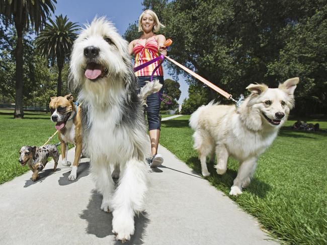 Woman walking several dogs. Generic image. Thinkstock.