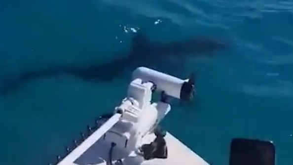 WHAT LIES BENEATH: Boaties off the shore of Fraser Island captured footage of a "massive" Great White Shark.