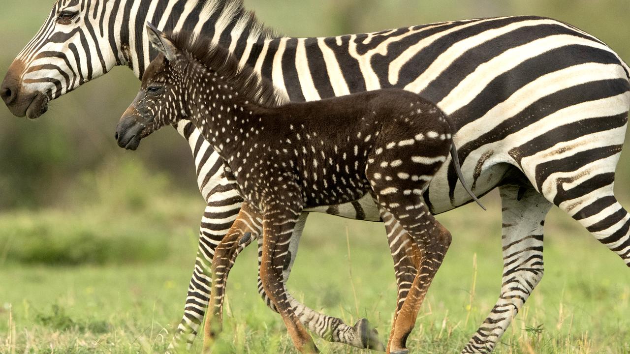 Rare spotted baby zebra discovered by wildlife photographer