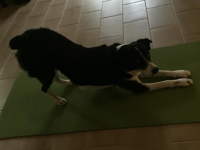 SIRRO: Named after footy player Paul Sironen, Sirro’s downward dog technique is spot on.