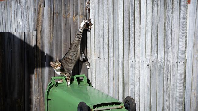 Residents put a wheelie bin under Gilbert the cat while they waited for the RSPCA to undo the trap.