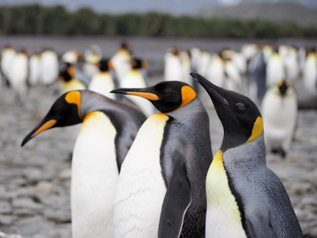 Biggest king penguin colony shrinks by 90 per cent: Study | news.com.au ...