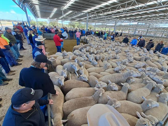 Action from the Corowa sheep sale.