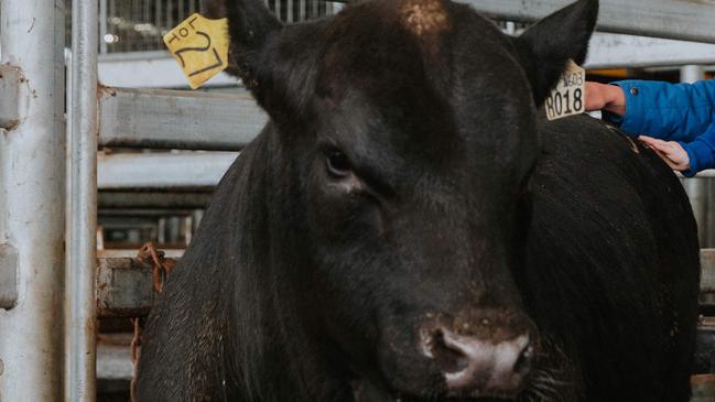 Banquet Angus Sale 2021Hamish Branson and Tessa Meulendyks with top price bullPhoto by Chloe Smith  Photo by Chloe Smith.