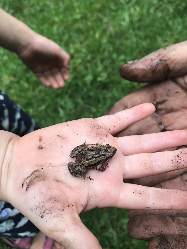 Eloise caught (and released) this little frog in First Creek.