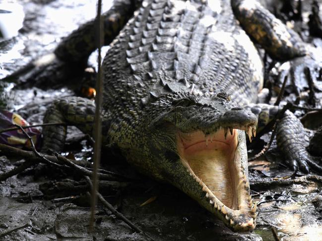 An estuarine crocodile is seen at a mangrove forest of Sungei Buloh Wetland Reserve in Singapore on February 2, 2021. (Photo by Roslan RAHMAN / AFP)